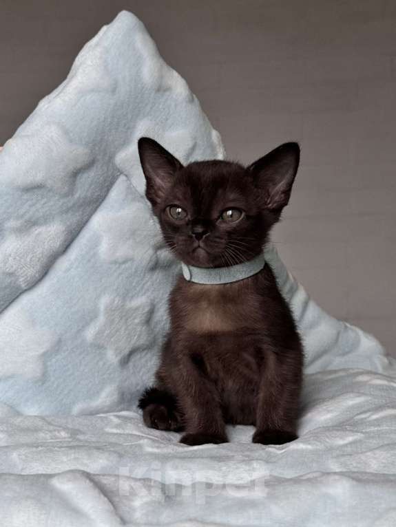 Кошки в Калининграде: Европейская бурма. Котята. Питомник Мальчик, 90 000 руб. - фото 1