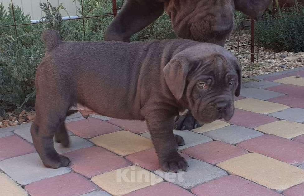 Собаки в Ростове-на-Дону: Щенки Кане Корсо (дети чемпионов) Мальчик, 60 000 руб. - фото 4