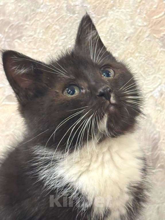 Кошки в Москве: Пушистый Фунтик. Котенок в добрые руки. Мальчик, Бесплатно - фото 5