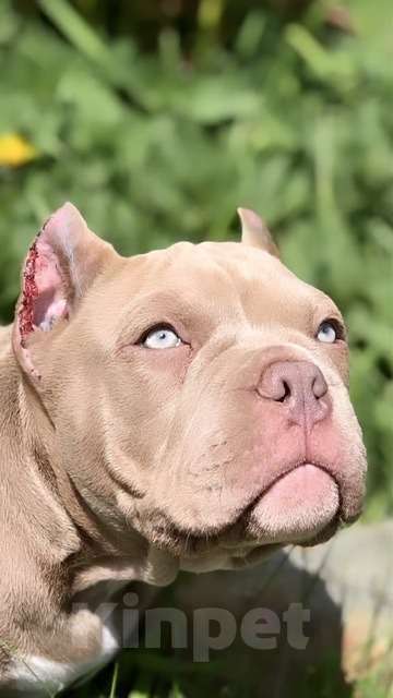 Собаки в Москве: Лиловый мальчик покет Мальчик, 120 000 руб. - фото 2