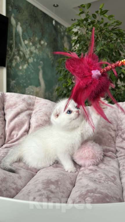 Кошки в Нижнем Новгороде: Шотландская леди!  Девочка, Бесплатно - фото 4