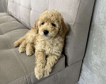 Собаки в Энгельс: мальчик карликового пуделя Мальчик, 40 000 руб. - фото 1