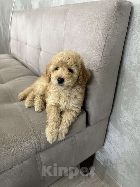 Собаки в Энгельс: мальчик карликового пуделя Мальчик, 40 000 руб. - фото 1