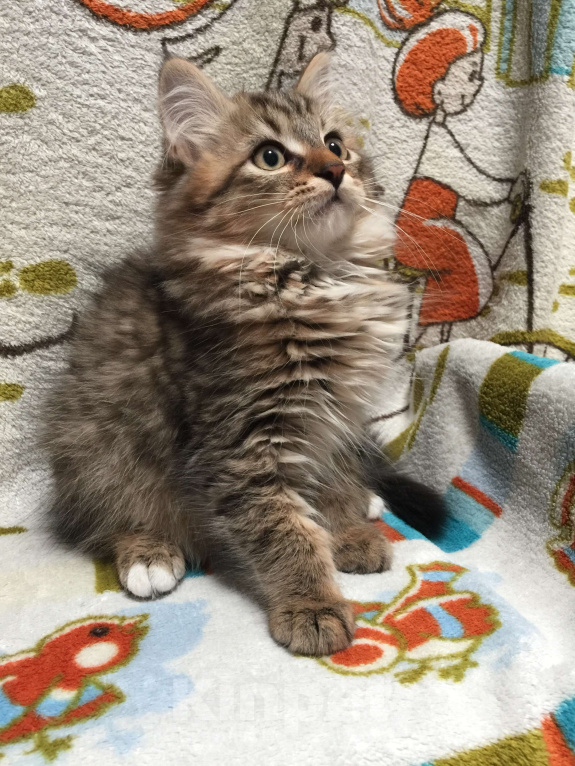 Кошки в Санкт-Петербурге: Сибирские котята Мальчик, 45 000 руб. - фото 1