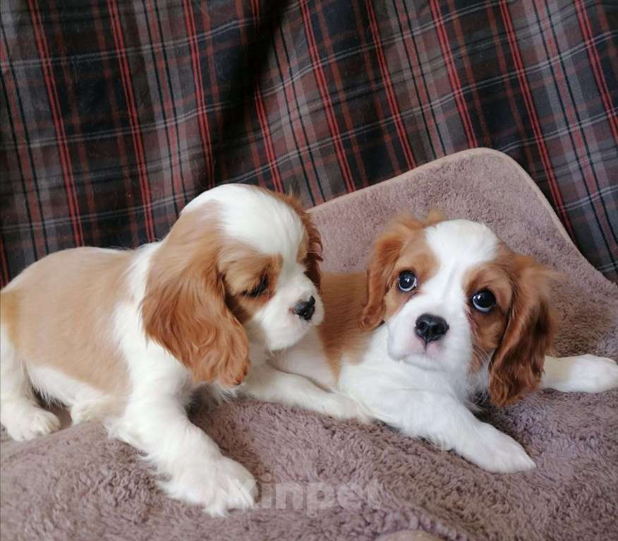 Собаки в Москве: Кавалер Кинг Чарльз спаниель  щенки. Девочка, 85 000 руб. - фото 2