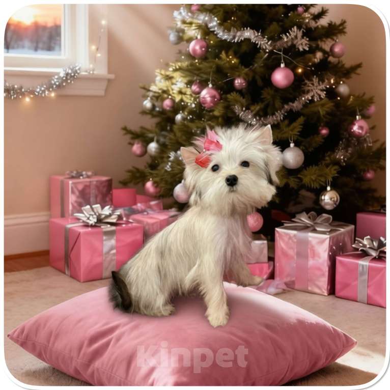 Собаки в Москве: Йорк мини девочка золотая голддаст бэби фейс Девочка, 70 000 руб. - фото 4