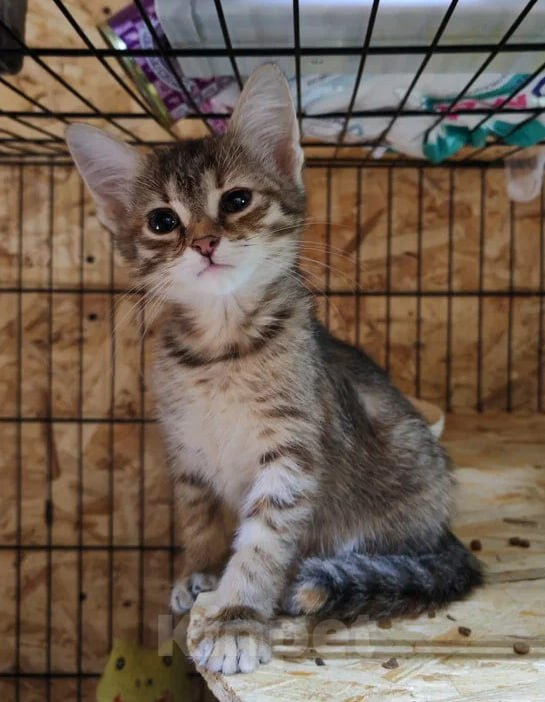 Кошки в Москве: Котенок-девочка  в добрые руки Девочка, Бесплатно - фото 1