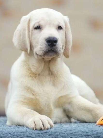 Собаки в других городах Московской области: Палевые щенки Лабрадора от Чемпиона Мира Мальчик, 90 000 руб. - фото 1