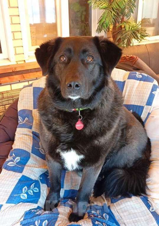 Собаки в Москве: Черная собачка Машенька в добрые руки Девочка, 1 руб. - фото 3