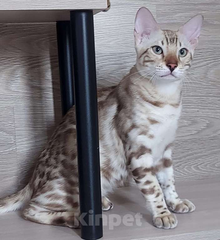 Кошки в Москве: Бенгальские котята  Мальчик, Бесплатно - фото 2