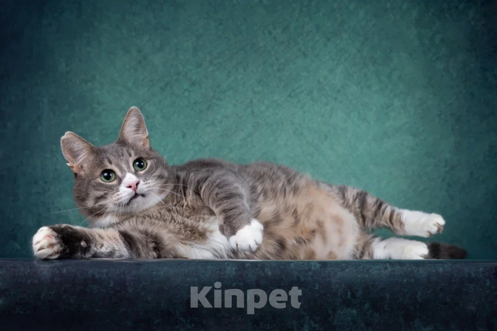 Кошки в Москве: Добрый котик Сергуня, в добрые руки Мальчик, Бесплатно - фото 2