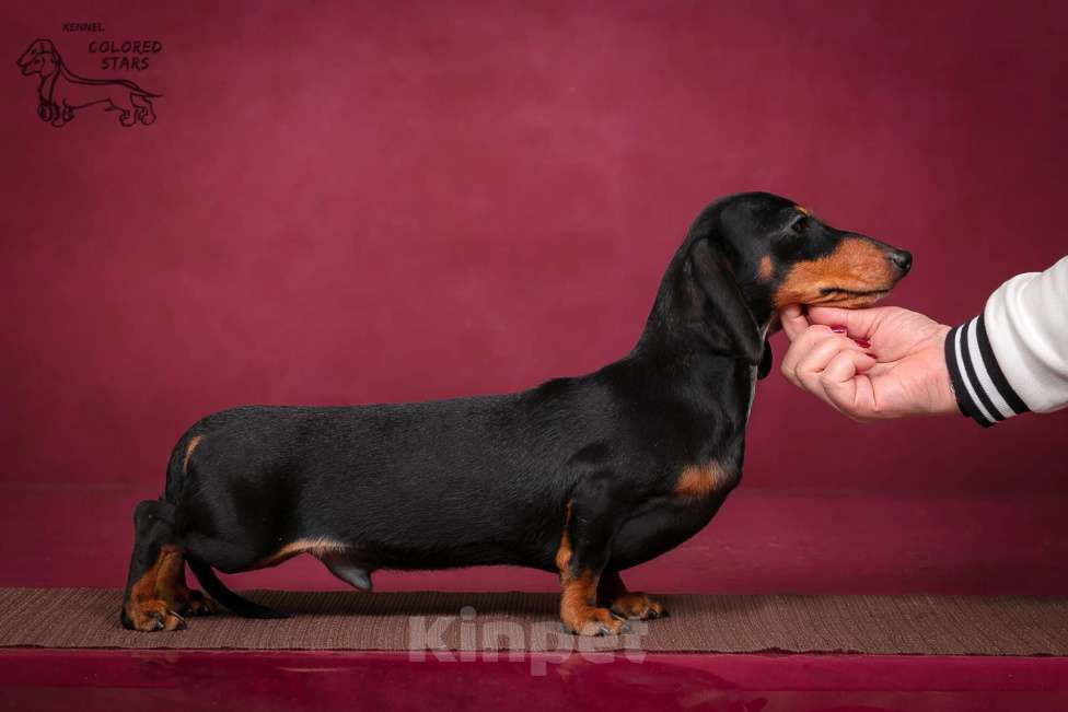 Собаки в Королеве: Мальчик кроличий.  Мальчик, 70 000 руб. - фото 2