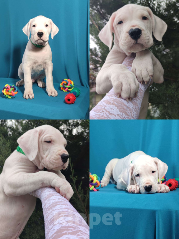 Собаки в других городах Краснодарского края: Продаются Щенки Аргентинского Дога  Мальчик, 40 000 руб. - фото 2