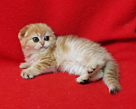 Кошки в Москве: Золотая мраморная малышка Девочка, 45 000 руб. - фото 4