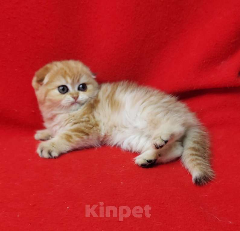 Кошки в Москве: Золотая мраморная малышка Девочка, 45 000 руб. - фото 4