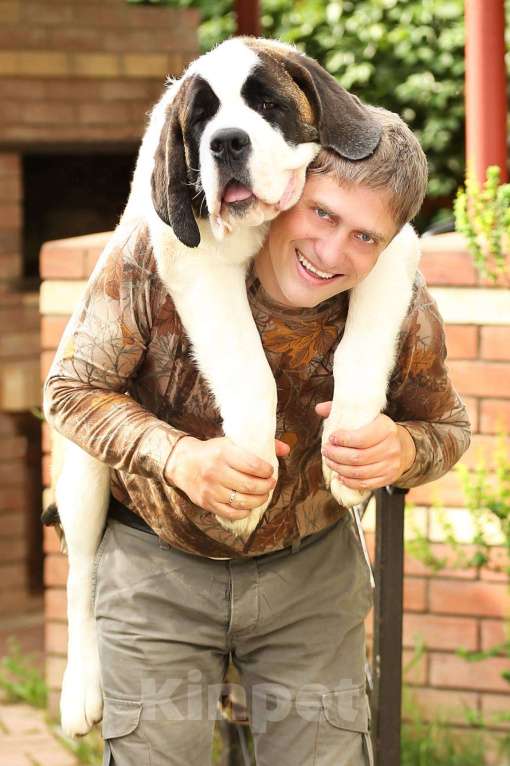 Собаки в Костроме: Щенки СЕНБЕРНАРА (Великан, Компаньон, Няня, Строж) Мальчик, Бесплатно - фото 5