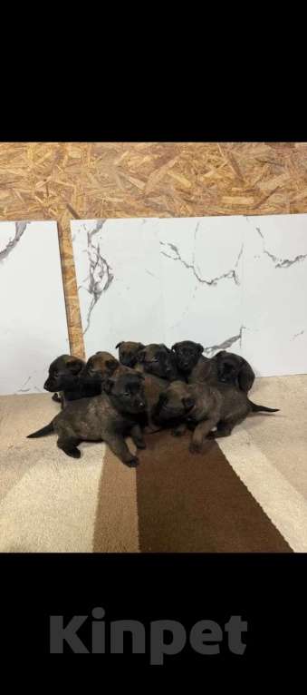 Собаки в других городах Московской области: Продам щенков породы Малинуа Мальчик, 25 000 руб. - фото 1