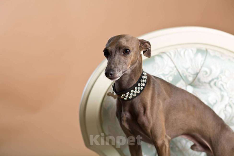 Собаки в Великом Новгороде: щенок левретки Мальчик, 80 000 руб. - фото 1