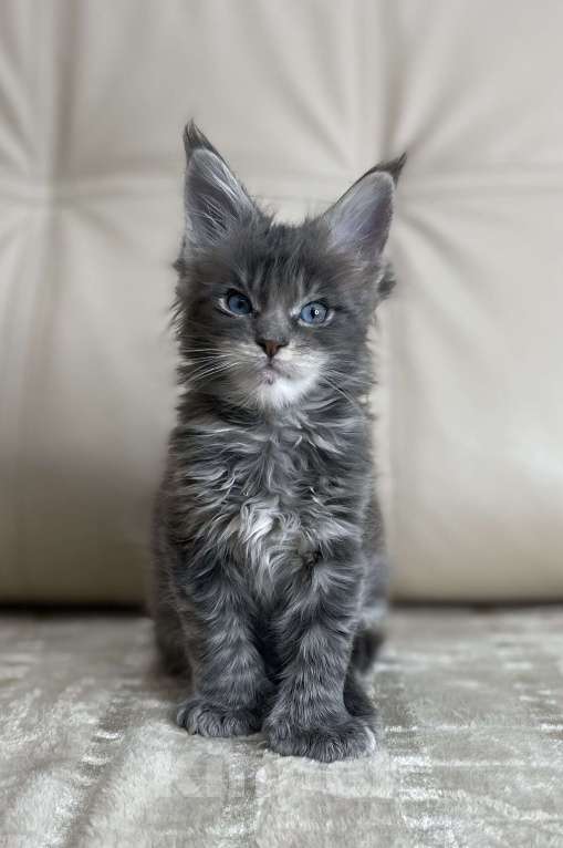 Кошки в Москве: Котята мейн-кун / 2 меяца Девочка, 79 990 руб. - фото 6