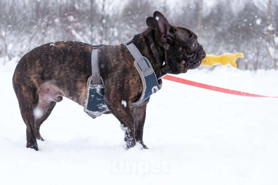 Собаки в Ногинске: Пряня ищет дом Мальчик, Бесплатно - фото 8