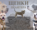 Собаки в Москве: Щенки прайтера голубого и тигрового окраса от племенной пары Мальчик, 60 000 руб. - фото 1