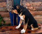 Собаки в Бийске: Кобель САО, чёрно-подпалого окраса, 3 мес. Мальчик, 10 000 руб. - фото 6