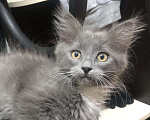 Кошки в Скопине: Котёнок , 500 руб. - фото 1
