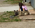 Собаки в Красноярске: Щенки Ка де бо Девочка, 25 руб. - фото 9