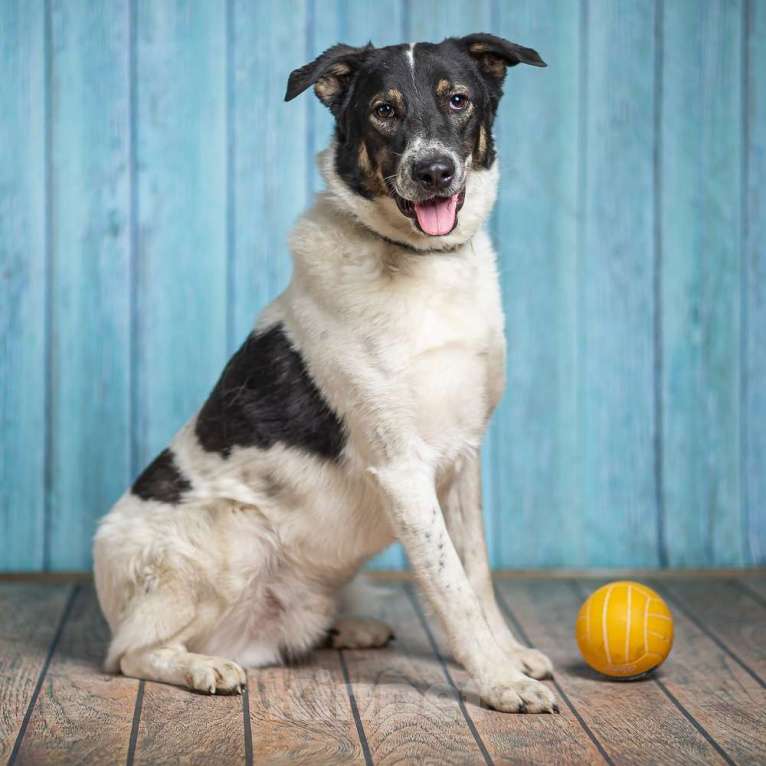 Собаки в Москве: Белый пёс Стэн, домашний мальчик в добрые руки Мальчик, 1 руб. - фото 9