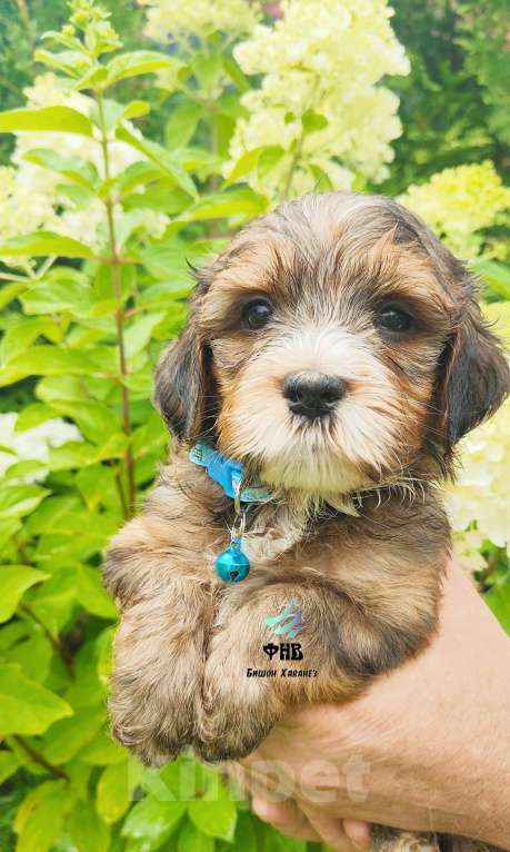 Собаки в Москве: Гаванский бишон Хаванез мальчик Мальчик, 80 000 руб. - фото 7