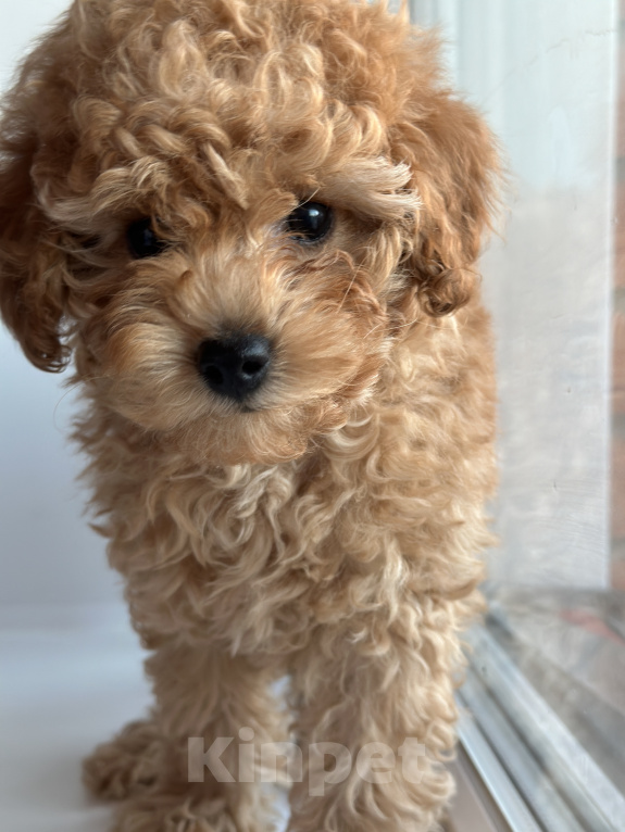 Собаки в Новосибирске: Той-пудель мальчик Мальчик, 35 000 руб. - фото 2