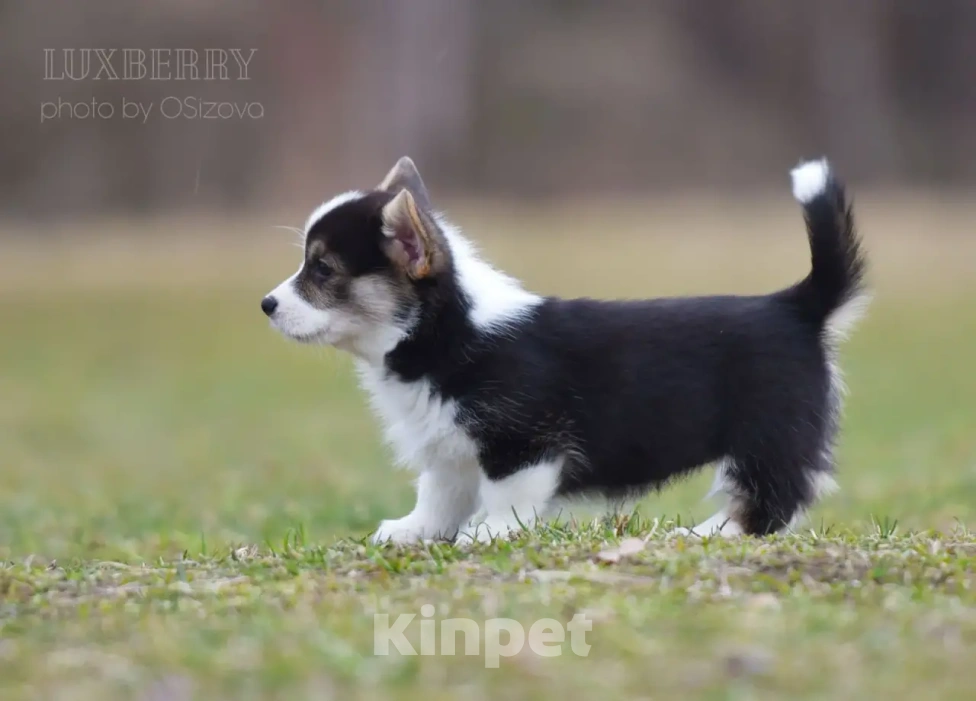 Собаки в Санкт-Петербурге: Вельш Корги Пемброк Девочка, Бесплатно - фото 3