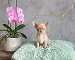 Собаки в Саратове: Малышка чихуахуа Девочка, 80 000 руб. - фото 2