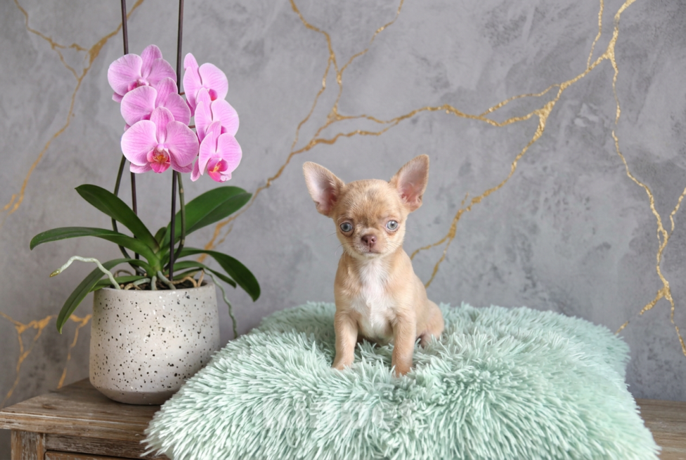 Собаки в Саратове: Малышка чихуахуа Девочка, 80 000 руб. - фото 2