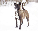 Собаки в Москве: Марли 5 лет, пес с золотым характером ищет дом Мальчик, Бесплатно - фото 4