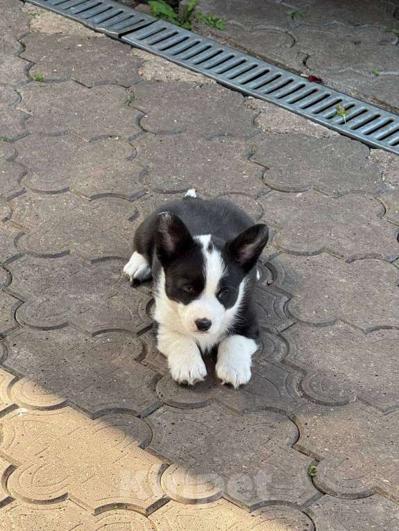 Собаки в Набережных Челнах: Кобель вельш корги кардиган 20.05.2025гр Мальчик, 50 000 руб. - фото 8