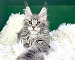 Кошки в Краснодаре: Котенок мейн кун Мальчик, 60 000 руб. - фото 1