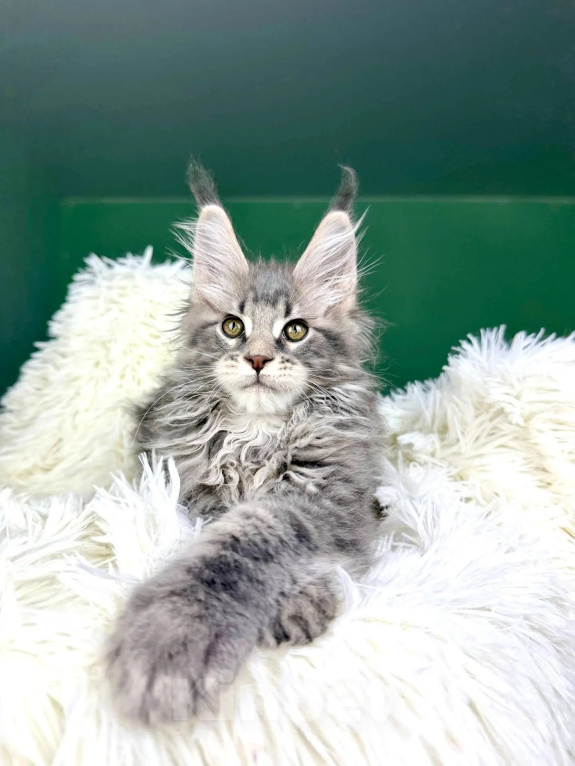Кошки в Краснодаре: Котенок мейн кун Мальчик, 60 000 руб. - фото 1