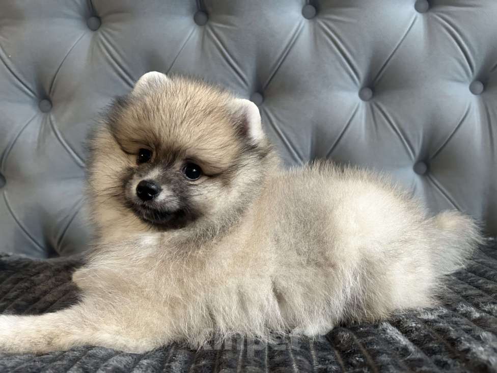 Собаки в Новосибирске: Немецкий шпиц, щенок. Мальчик, 32 000 руб. - фото 1