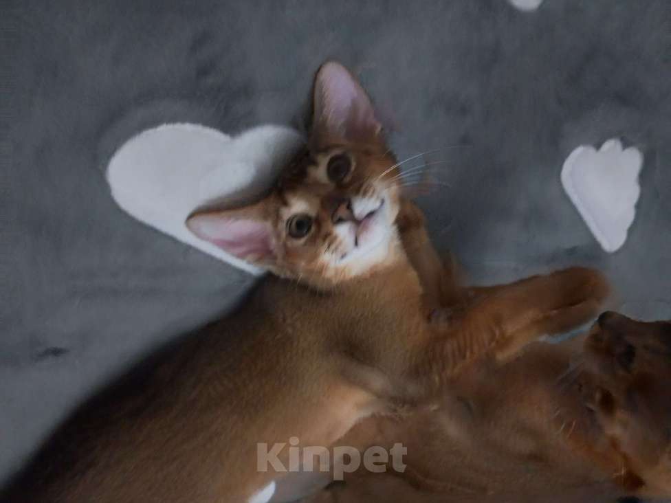 Кошки в Москве: Абиссинский мальчик Мальчик, 1 руб. - фото 1