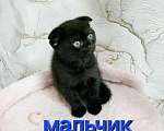 Кошки в Тольятти: Котик скотишш фолд, темный шоколад Мальчик, Бесплатно - фото 4