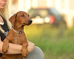Собаки в Москве: Немецкий пинчер щенки Мальчик, 35 000 руб. - фото 2