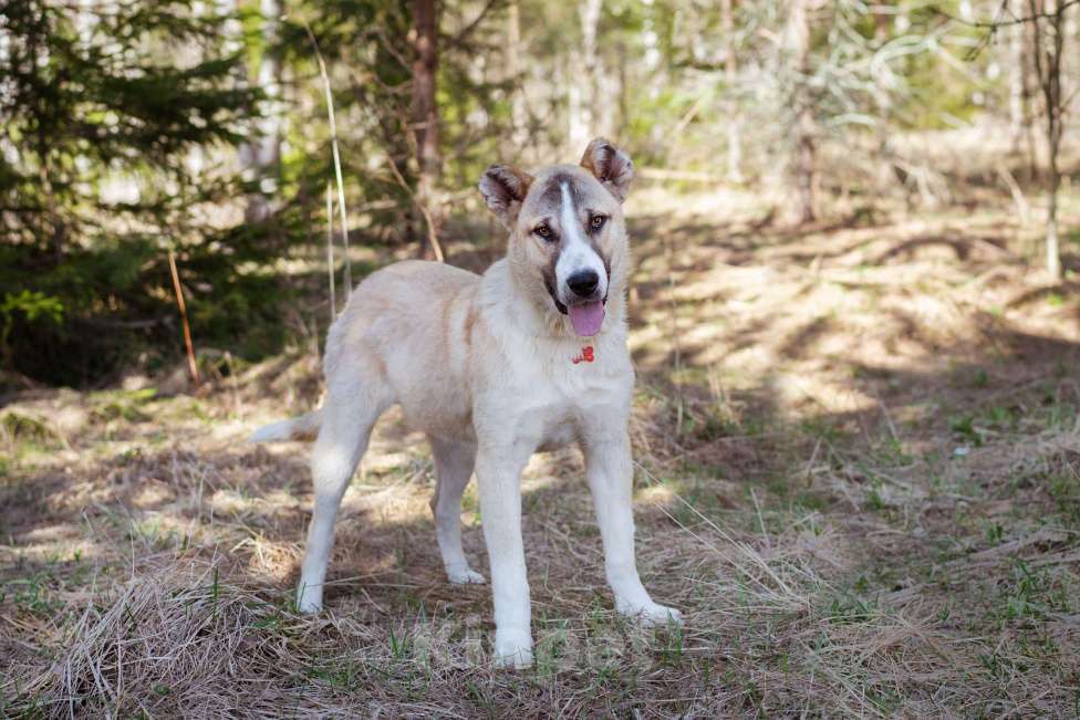 Собаки в Москве: Супер-пёс в добрые руки Мальчик, Бесплатно - фото 3