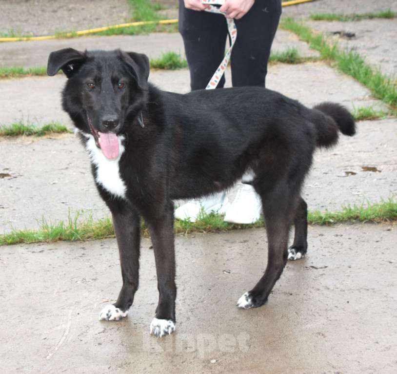 Собаки в Москве: Собака-компаньон Туман мечтает о семье и доме!!! Мальчик, Бесплатно - фото 7
