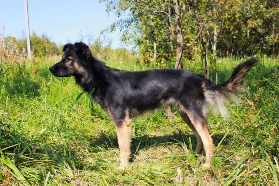 Собаки в Москве: Спасенная из усыпалки Девочка, Бесплатно - фото 3