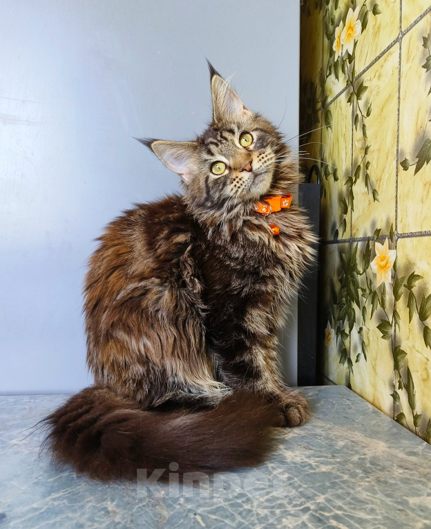 Кошки в Москве: Котенок Мейн-Кун Девочка Девочка, 40 000 руб. - фото 2