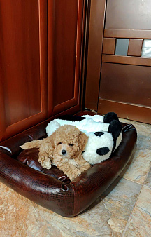 Мальтипу мини 