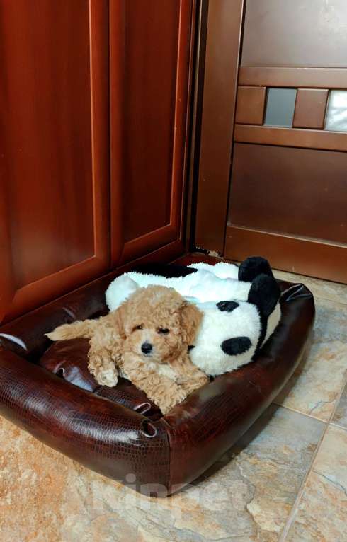 Собаки в Москве: Мальтипу мини  Девочка, 115 000 руб. - фото 1