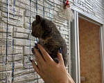 Кошки в Оренбурге: Британский короткошерстный котенок девочка  Девочка, Бесплатно - фото 6