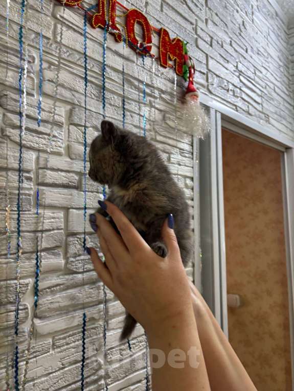 Кошки в Оренбурге: Британский короткошерстный котенок девочка  Девочка, Бесплатно - фото 6